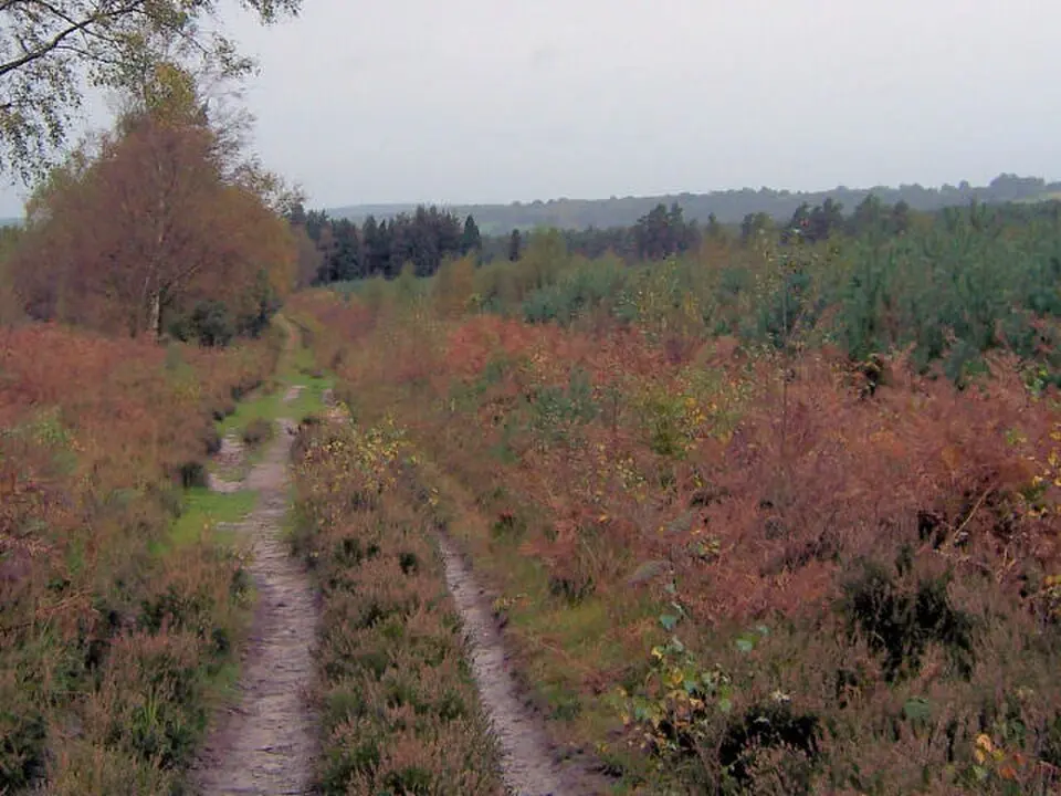 Broadwater Warren RSPB Reserve