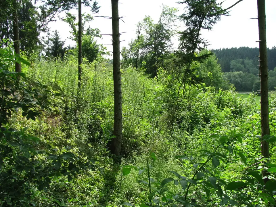 Burgstall Menburg