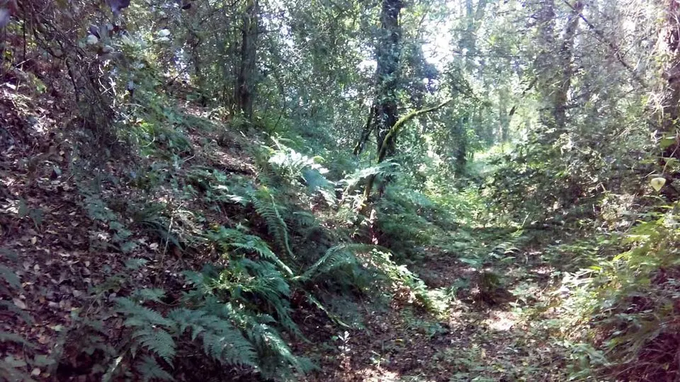 Castro de Remourán
