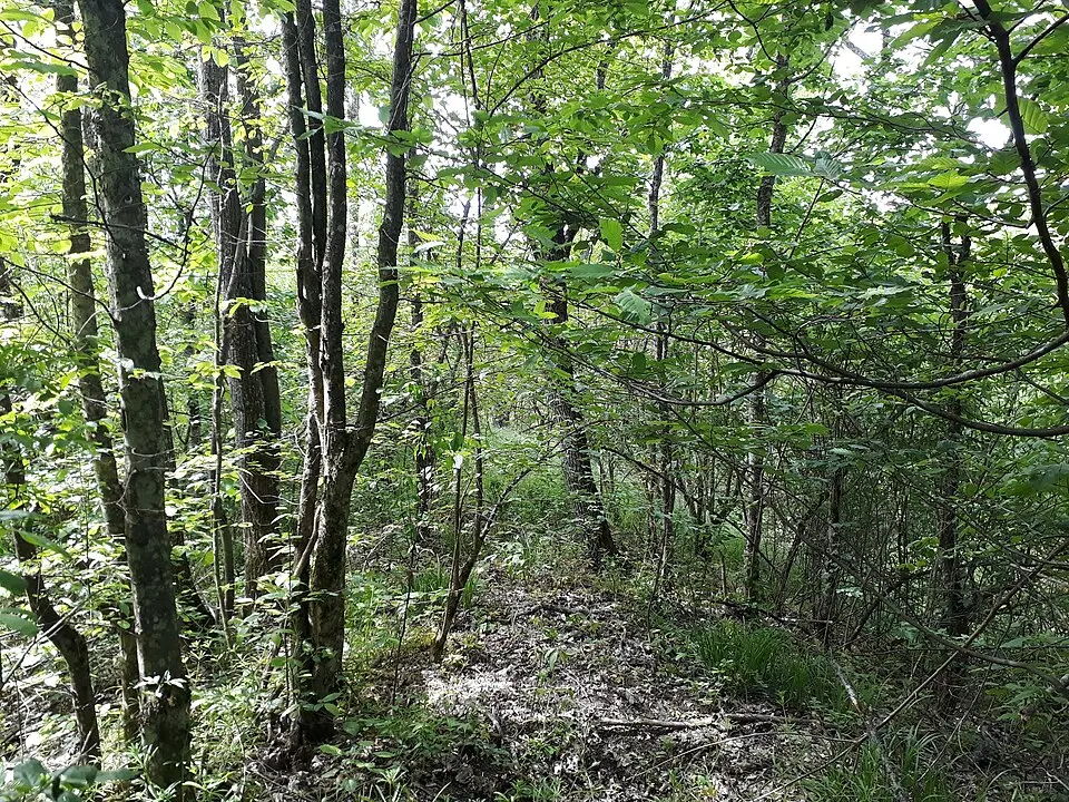 Cetățuie - Codreanca