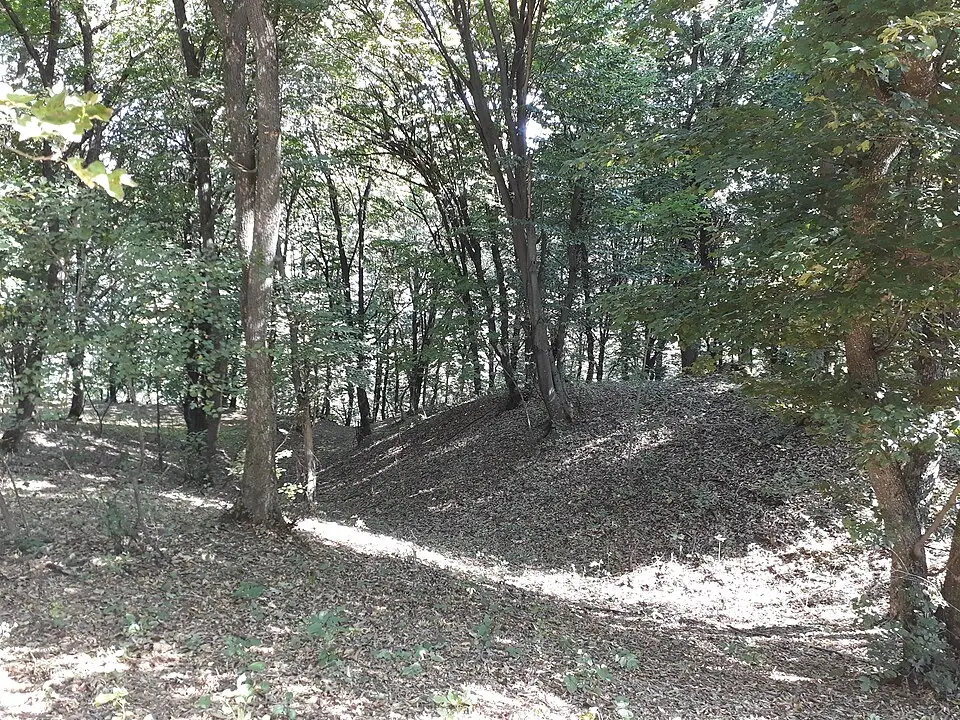 Cetățuie - Curătura