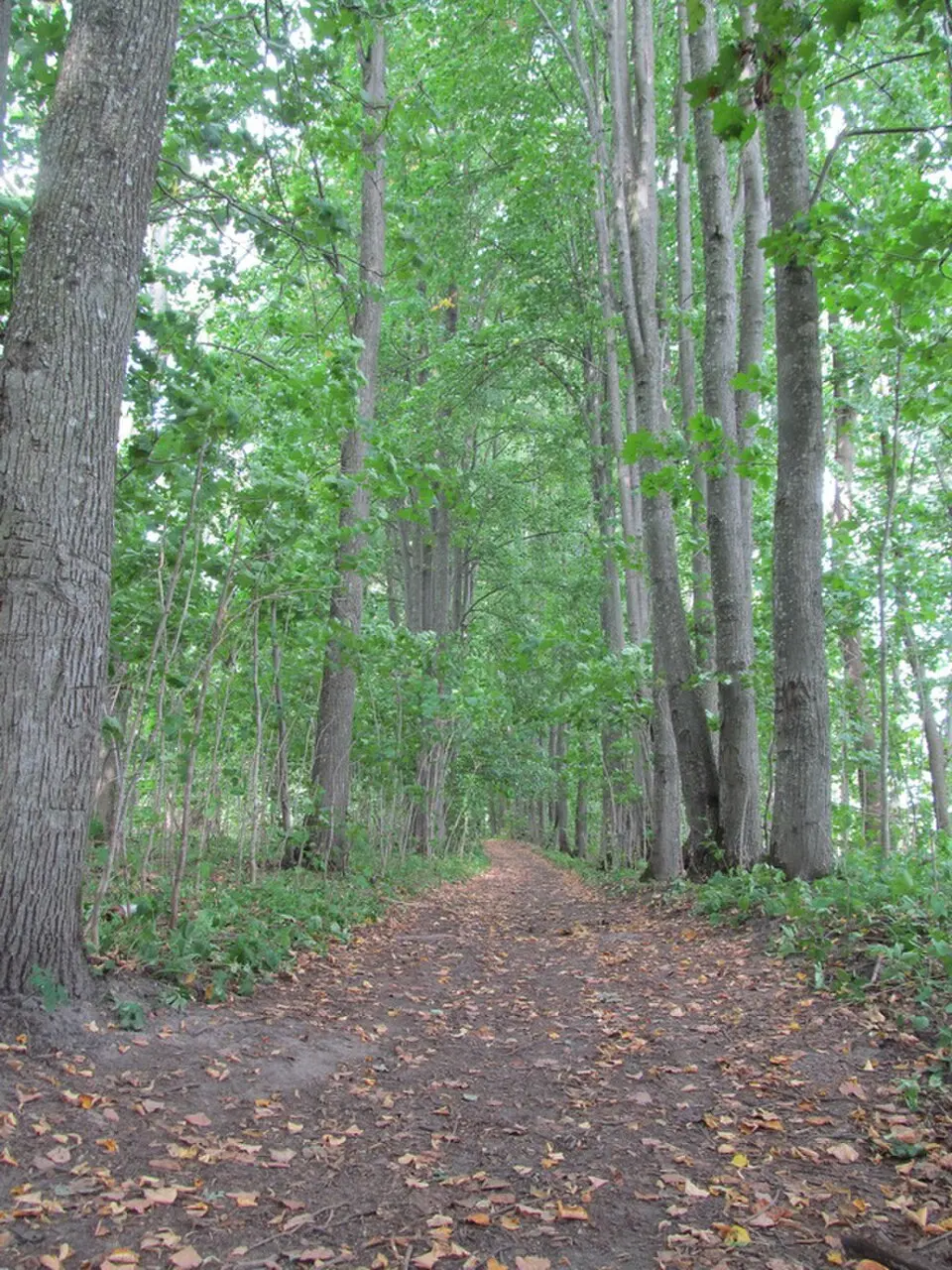 Pahošča