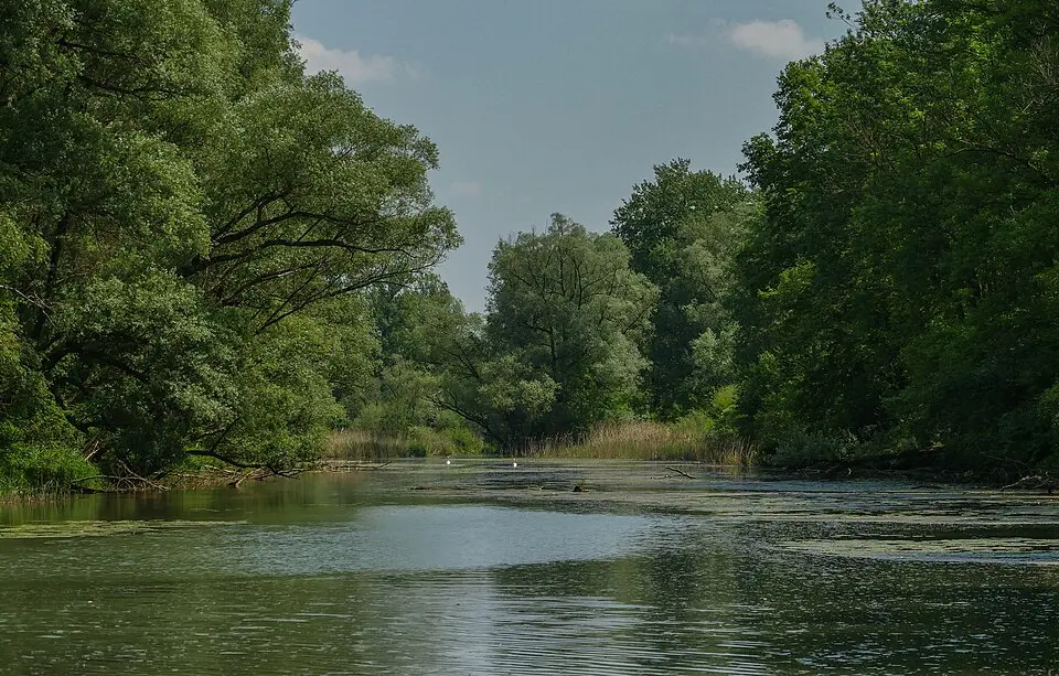Obrázok: Grammer Siegfried J.K. · CC BY-SA 3.0 AT Traun-Donau-Auen