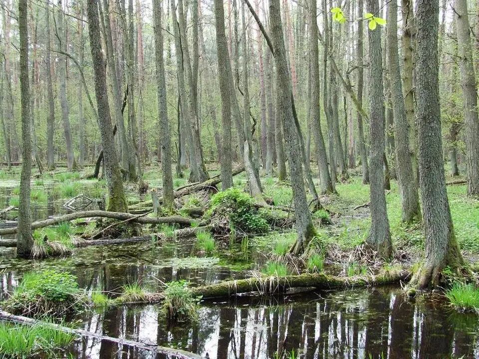 Kampinos Urwald