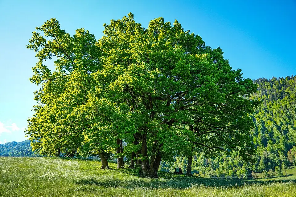 Eichengruppe beim Wimmgut