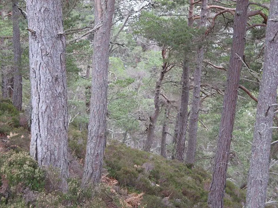 Kaledonischer Wald