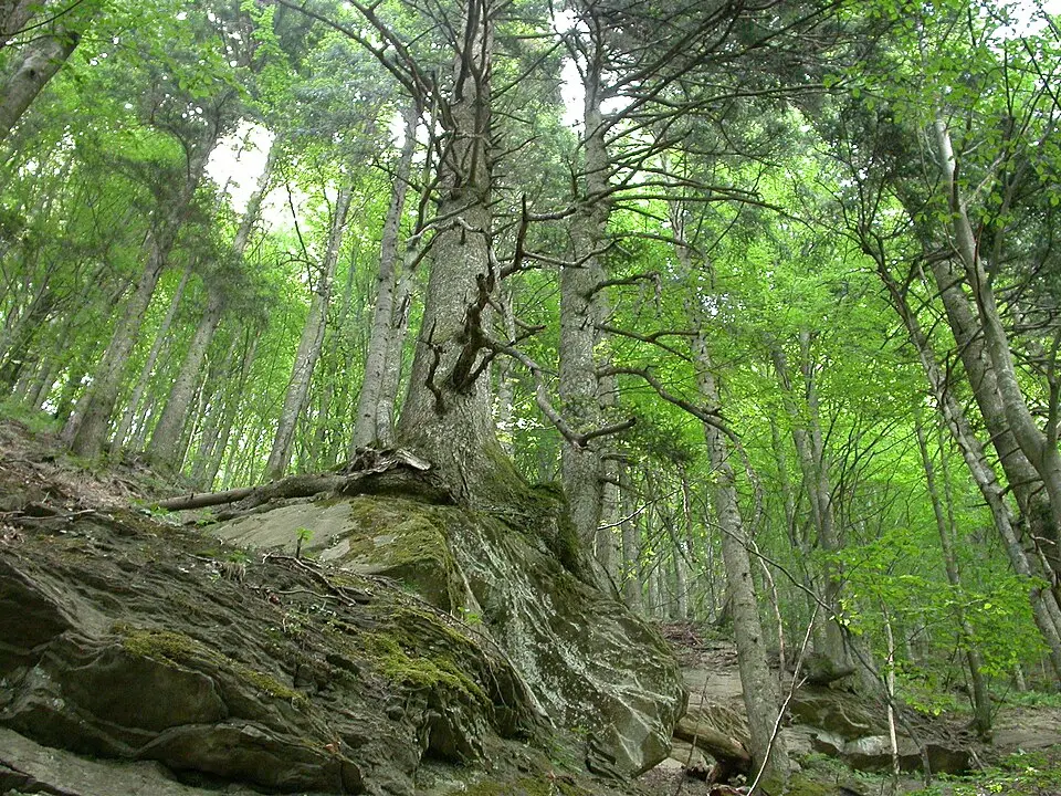 Riserva naturale Campigna